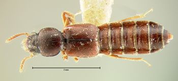 Media type: image;   Entomology 6539 Aspect: habitus dorsal view